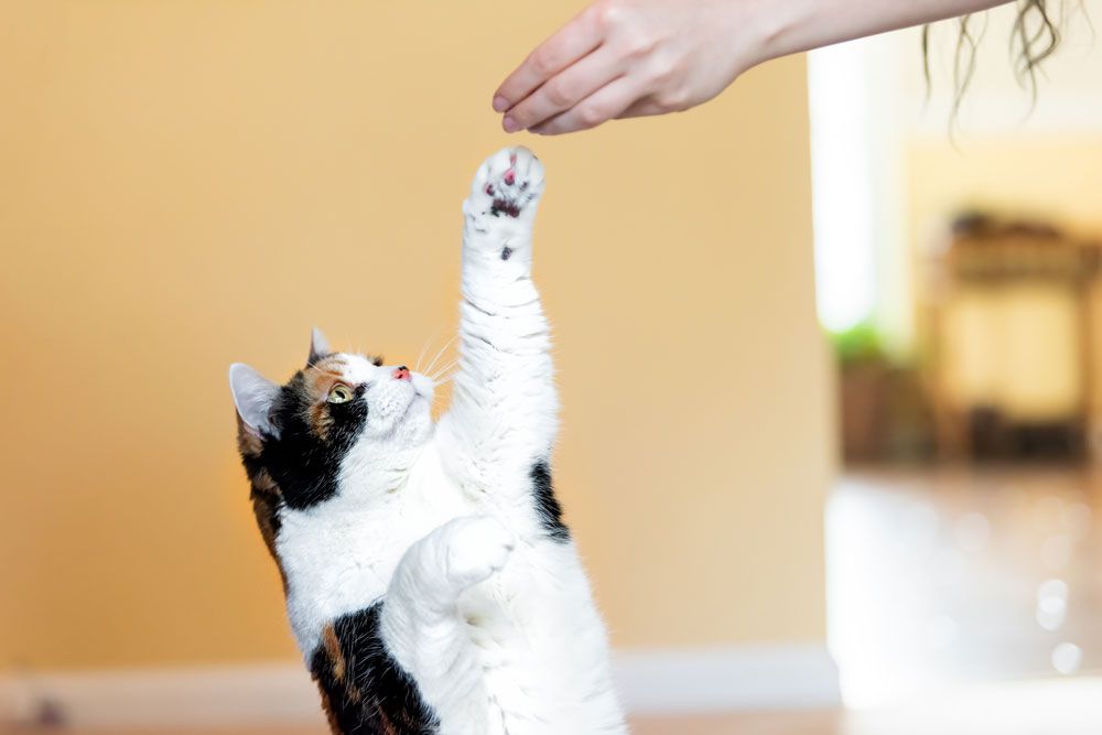 Tipps für glückliche Katzen: Für Beschäftigung und Bewegung der Katze sorgen Tipps für glückliche Katzen: Für Beschäftigung und Bewegung der Katze sorgen