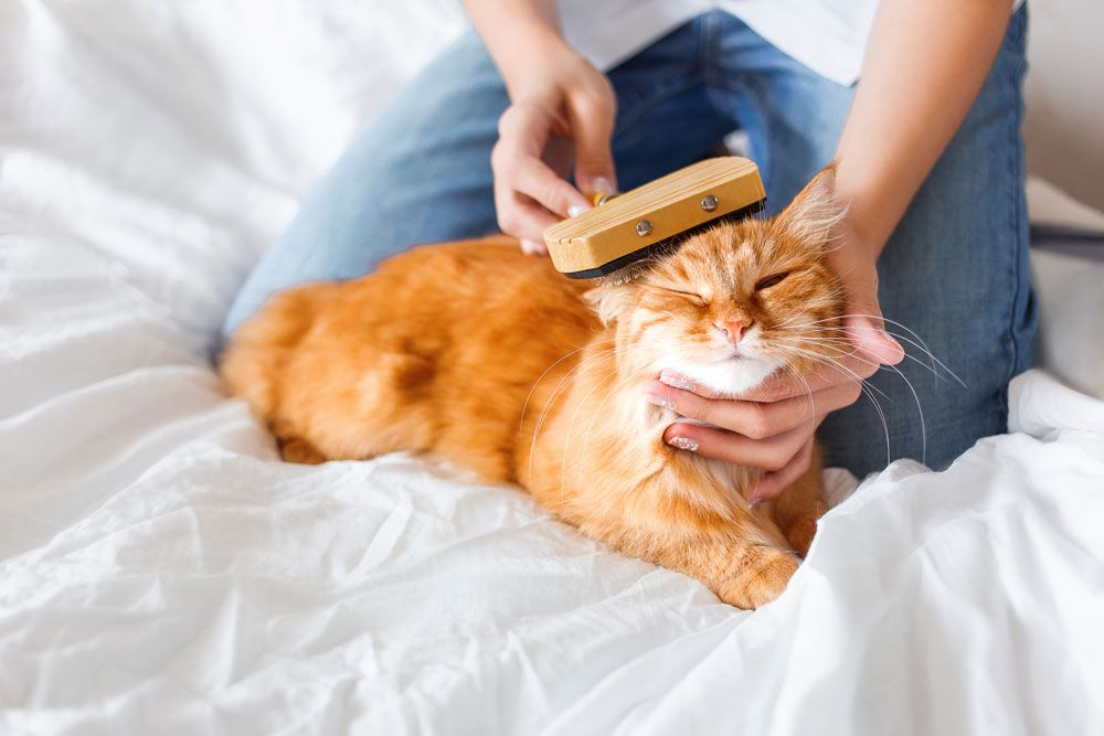 Tipps für glückliche Katzen: Gesundheit checken Tipps für glückliche Katzen: Gesundheit checken