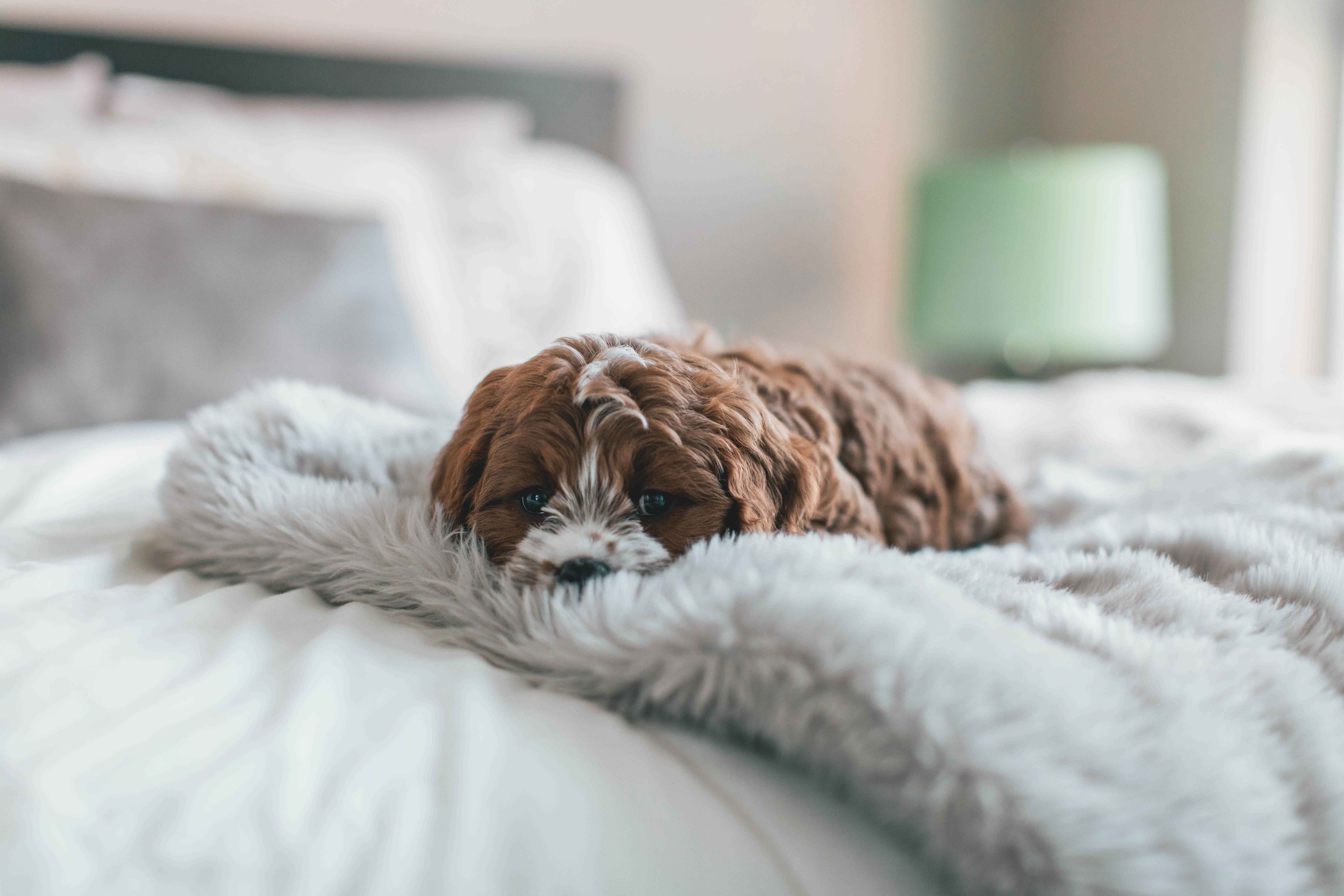 Schlafzimmer Einrichten: Mach es kuschelig