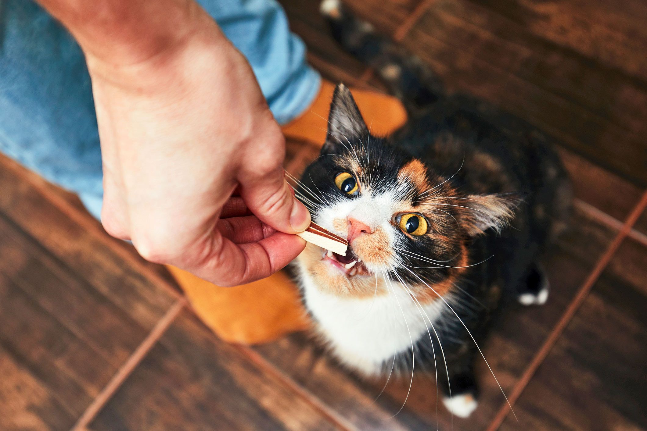Katzenleckerlis: Der Snack für zwischendurch
