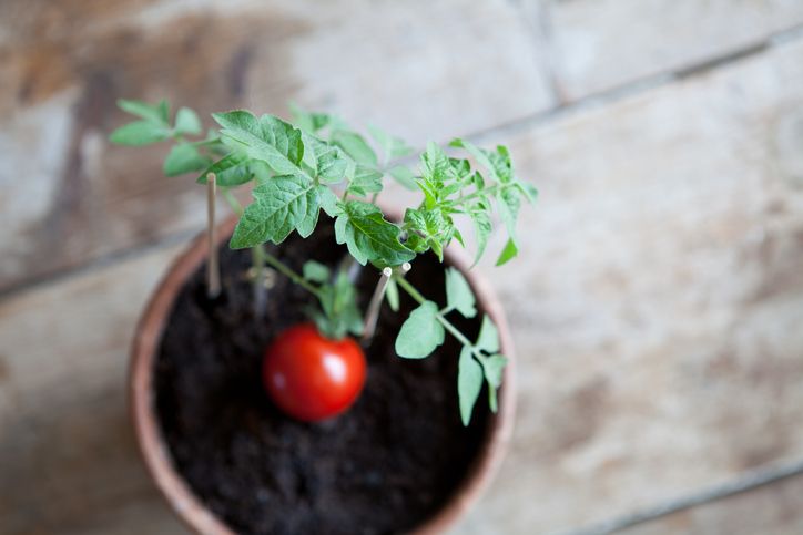 Tomatenblätter sind ein Hausmittel gegen Fruchtfliegen