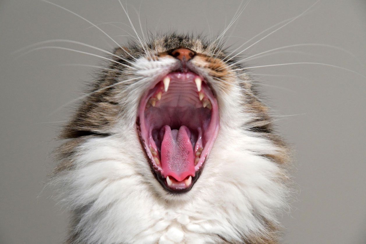 Schlechtes Katzentrockenfutter: So erkennt ihr es
