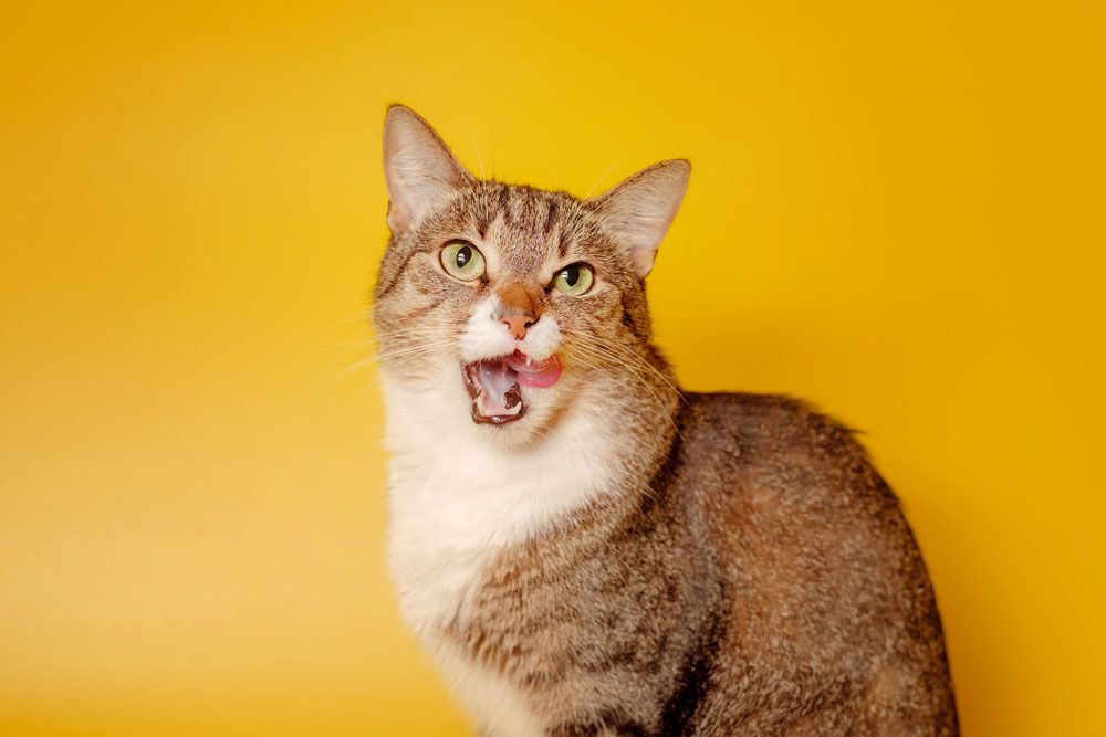 Fehler bei der Katzenhaltung: Wassernapf neben den Futternapf stellen