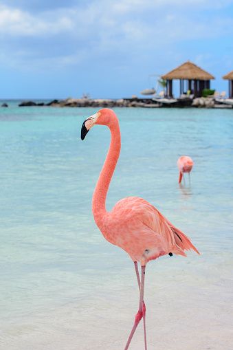 Erlebt Flamingos auf Aruba hautnah.