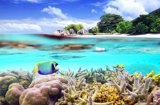 Erlebt die Unterwasserwelt der Seychellen.