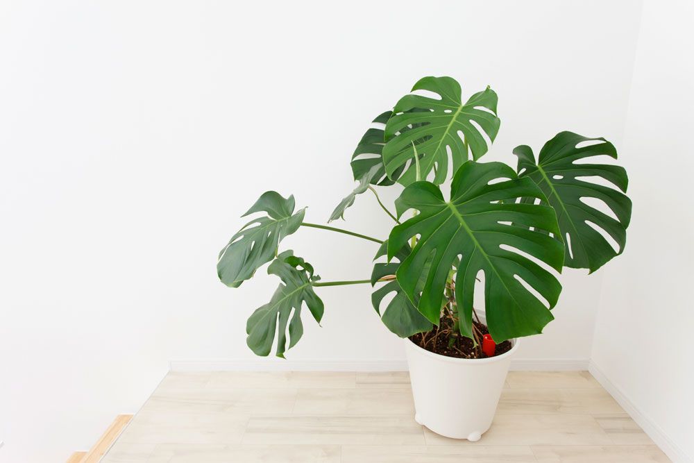 Pflegeleichte Zimmerpflanze: Monstera deliciosa