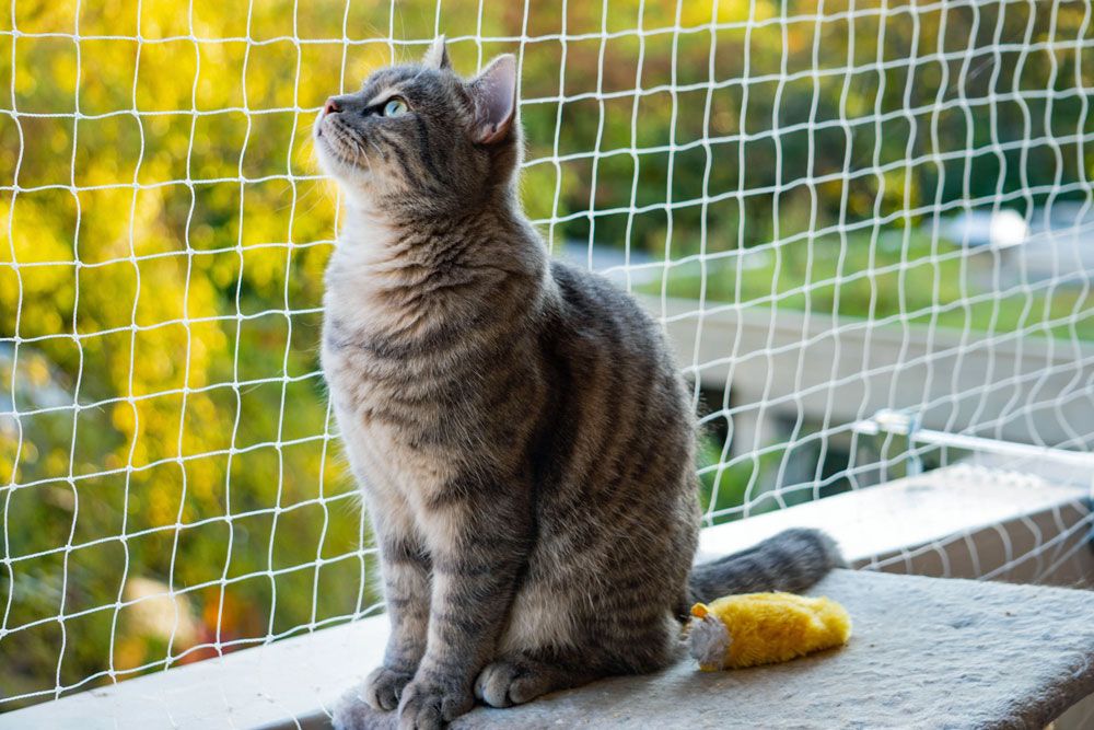 Anleitung: Balkon katzensicher machen ohne Bohren