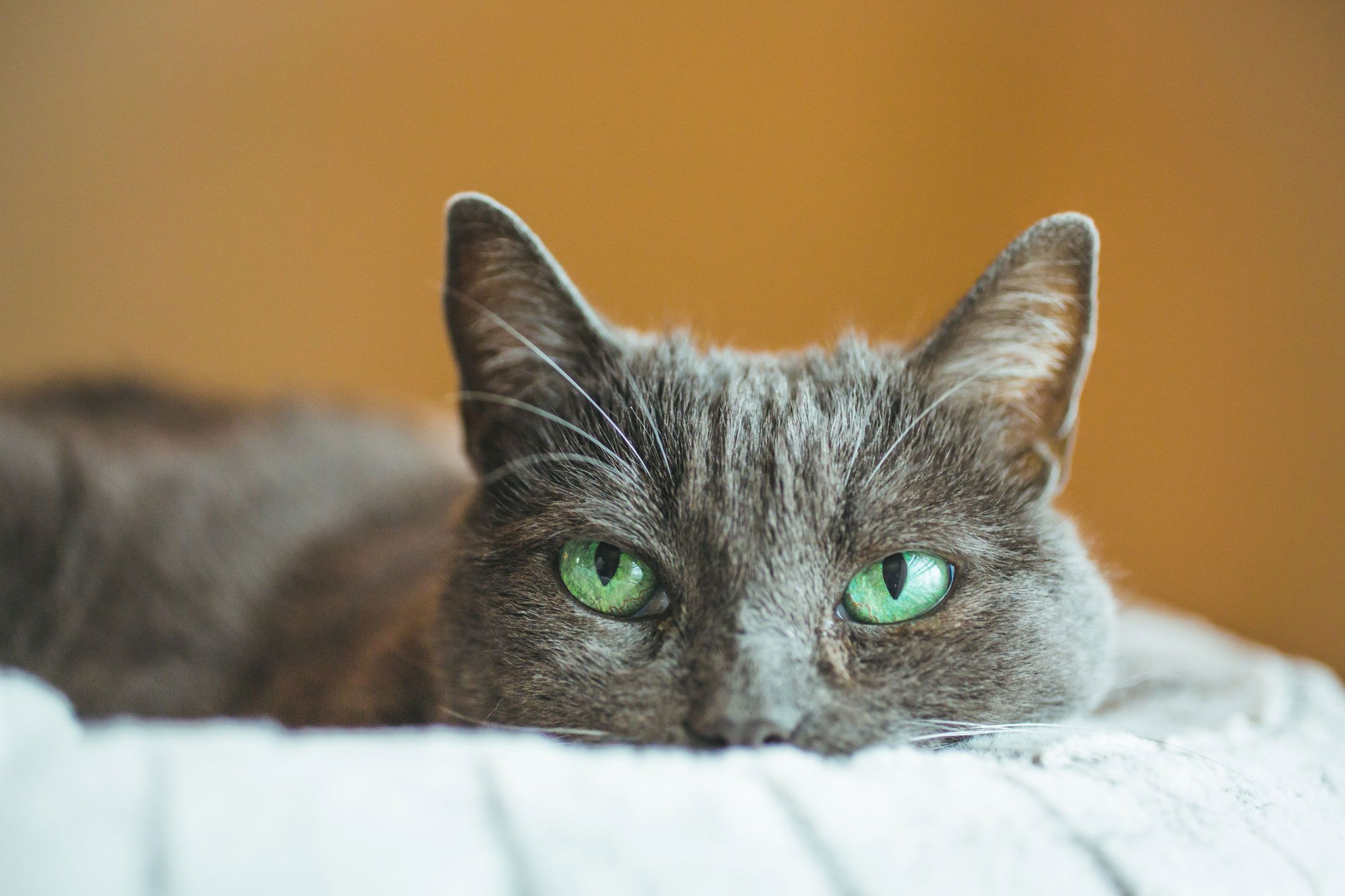 Graue Katze mit grünen Augen liegt auf einem Sofa.