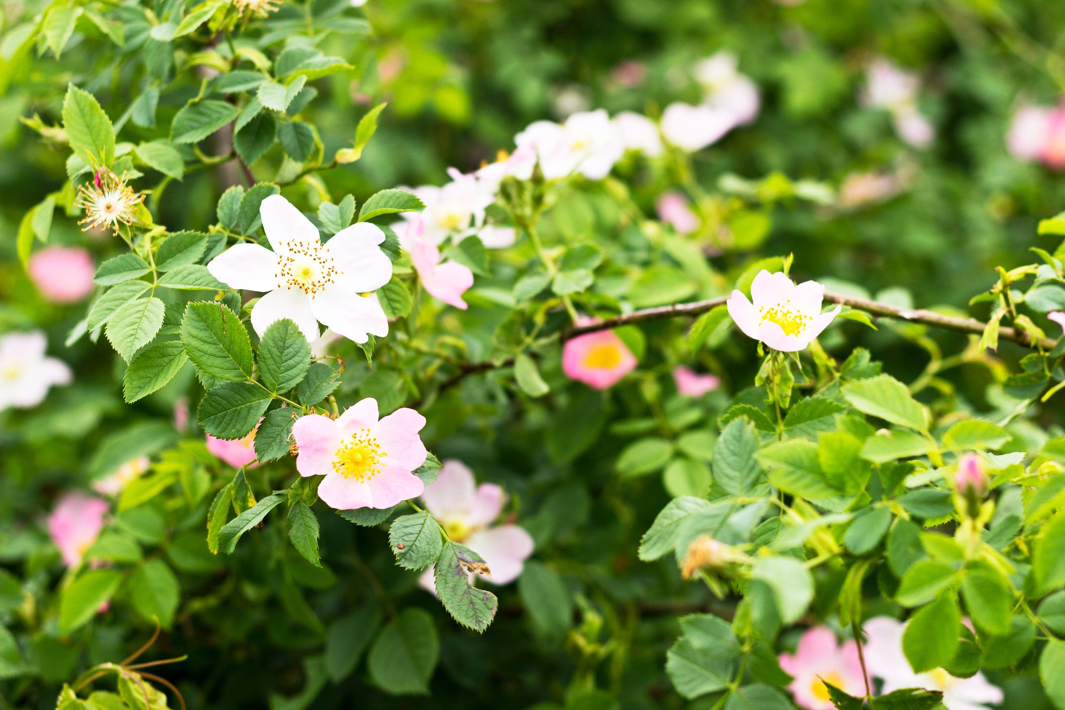 Die Wildrose wächst an sonnigen Waldrändern