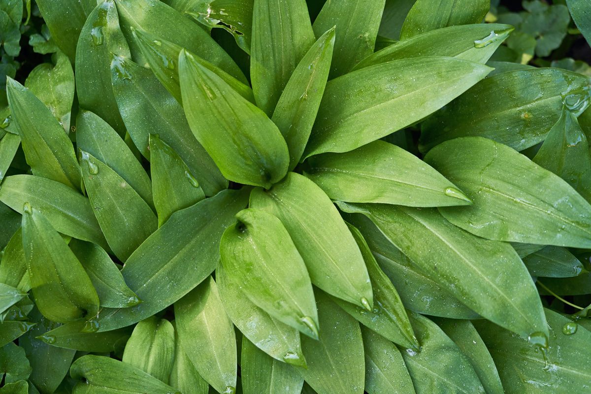 Bärlauch ist die ideale Kräuterpflanze für schattige Balkone