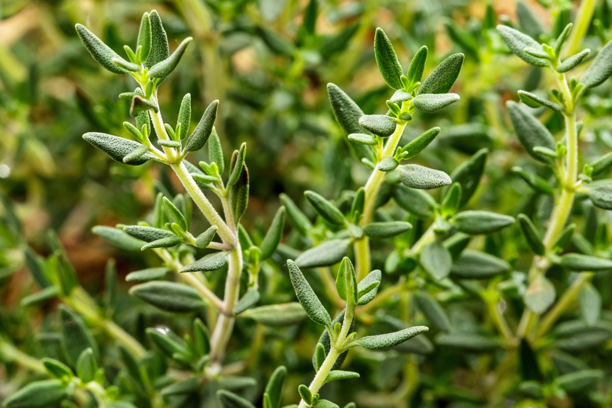 Thymian ist auch eine beliebte Heilpflanze