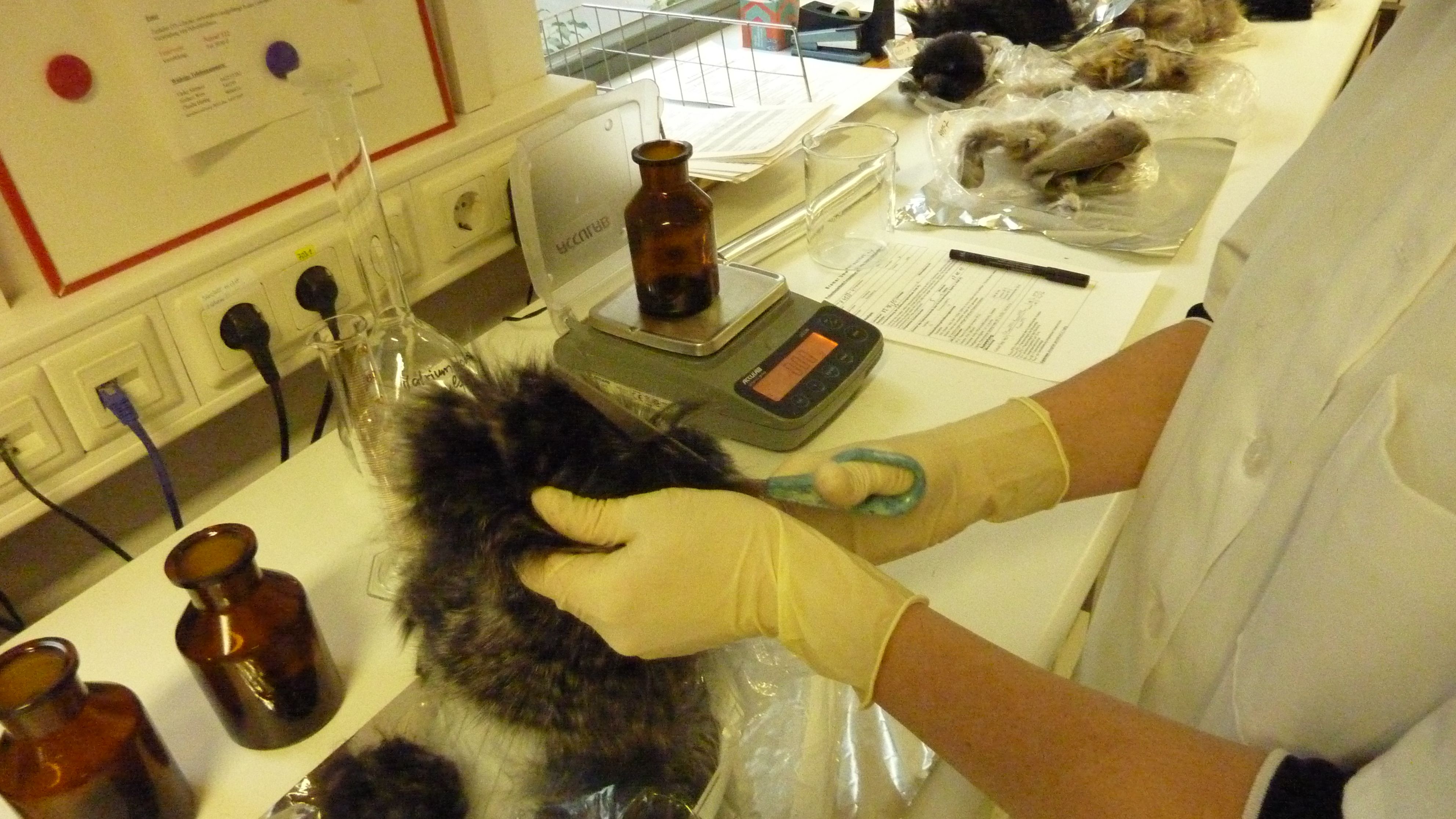 Im Labor werden Pelzproben untersucht