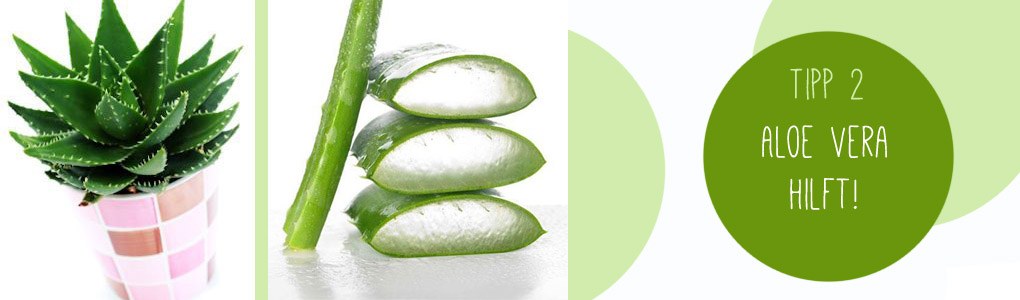 Bewährtes Hausmittel gegen Sonnenbrand: Aloe Vera