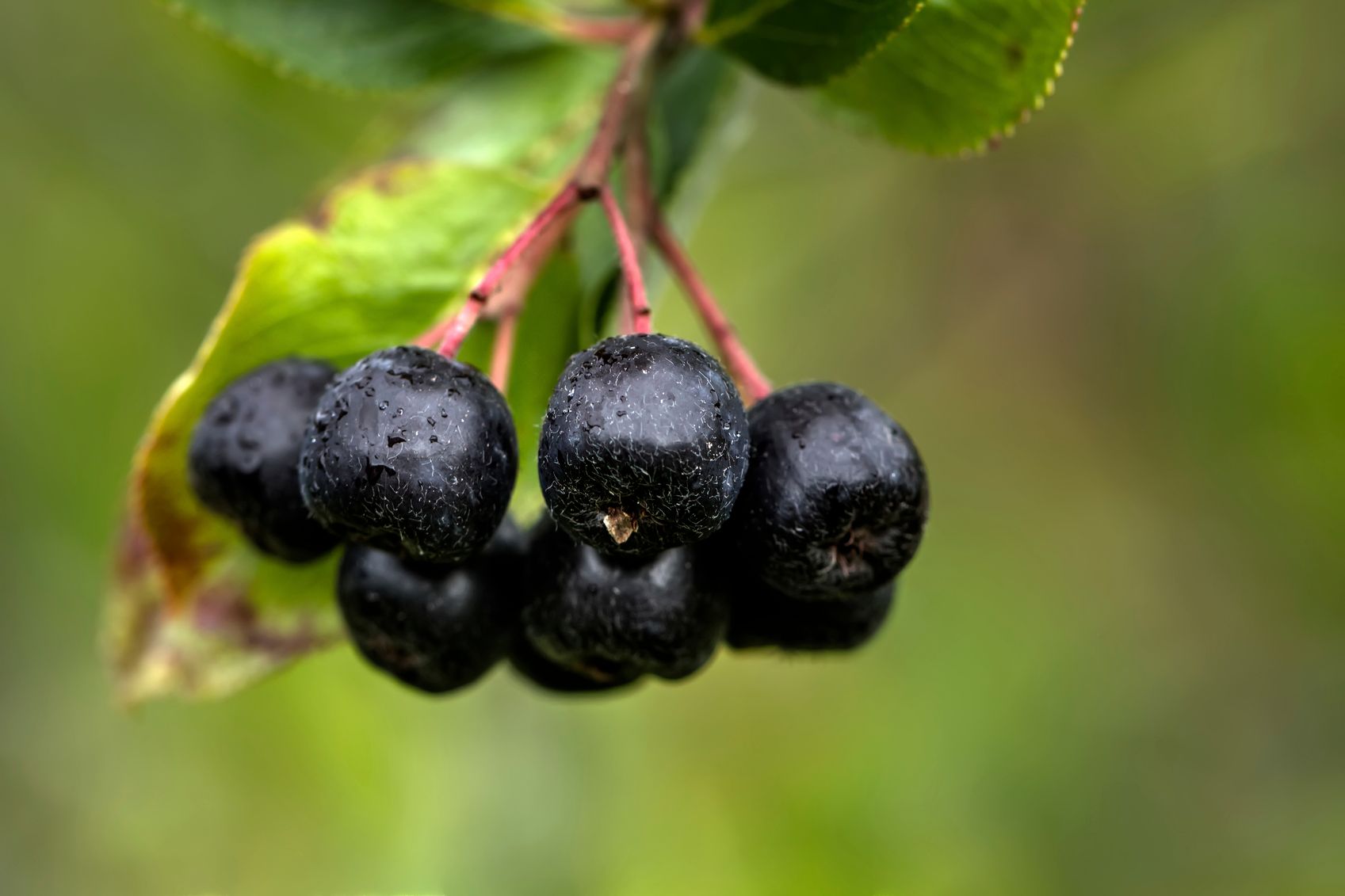 Superfoods: Aroniabeeren Superfoods: Aroniabeeren