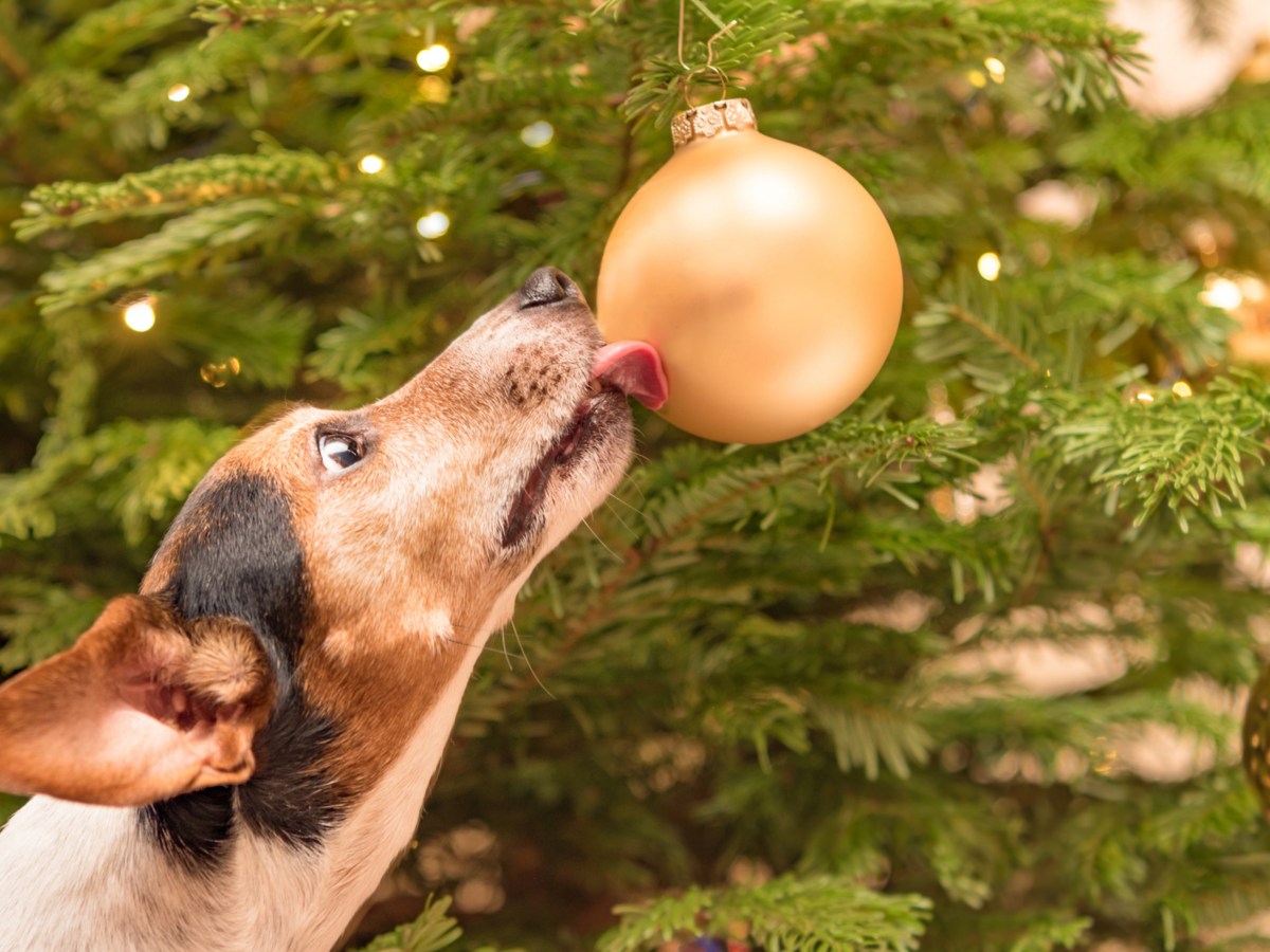 Ein Hund leckt an eine Weihnachtskugel am Weihnachtsbaum