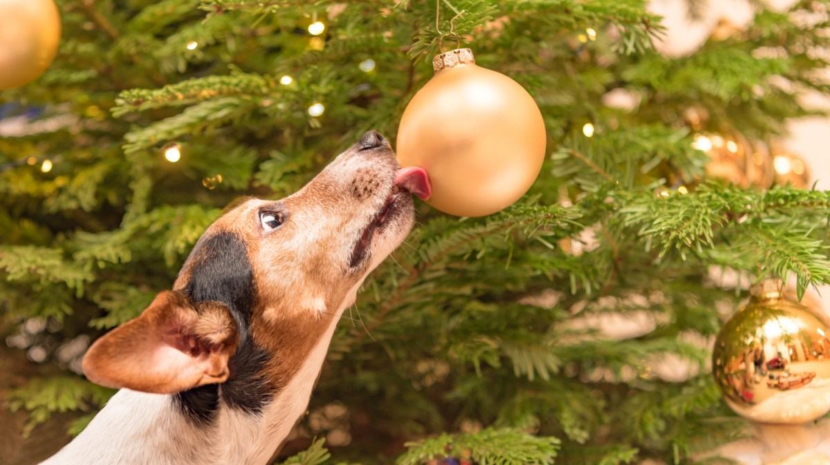 Ein Hund leckt an eine Weihnachtskugel am Weihnachtsbaum