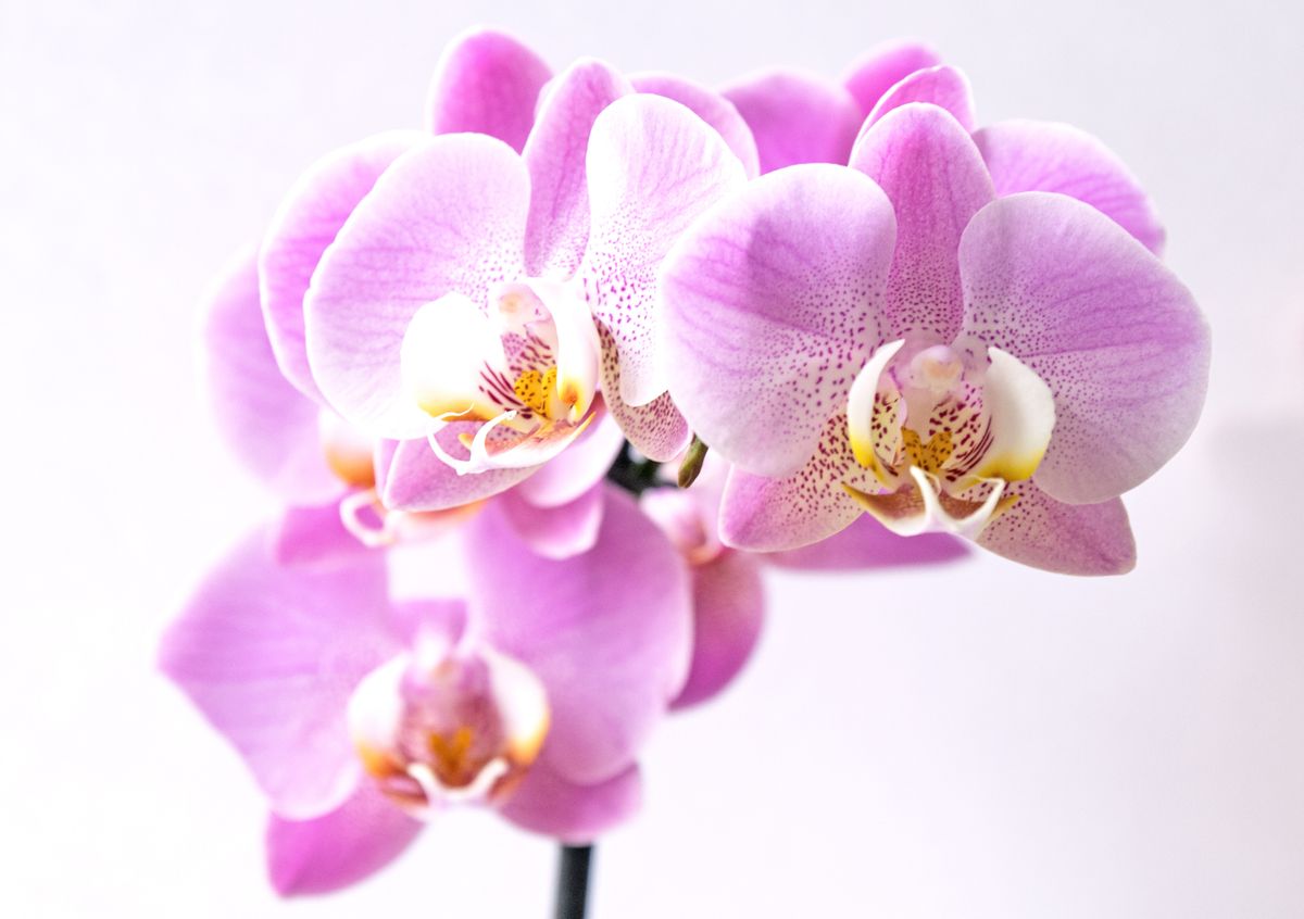 Orchideen zum Blühen bringen