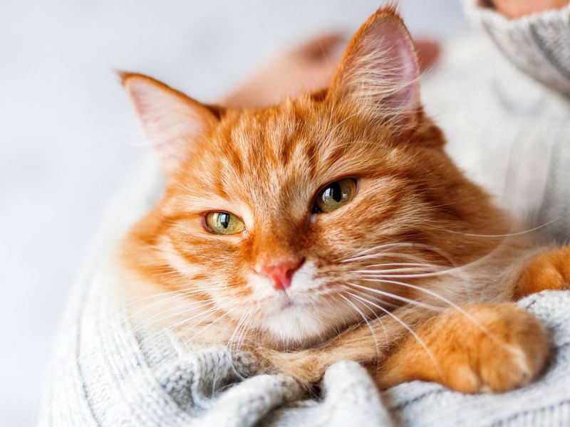 Katzenhaare entfernen: Diese Tricks helfen wirklich