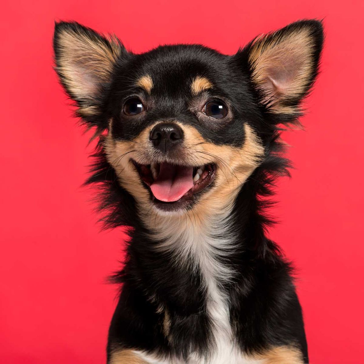 Hacks, die jeder Hundebesitzer kennen muss