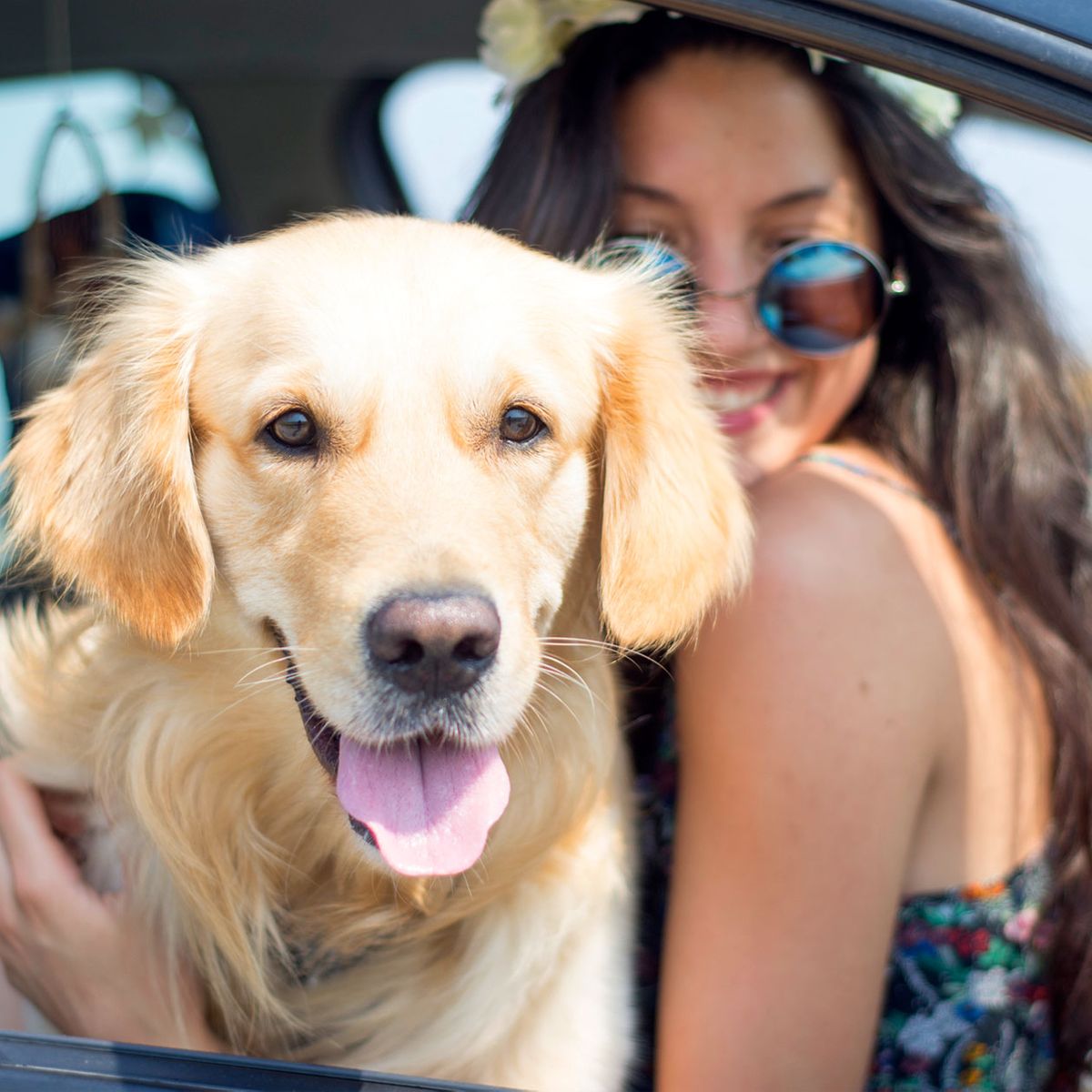 Urlaub mit Hund: 10 Tipps für komfortable und sichere Autoreisen mit deinem Vierbeiner
