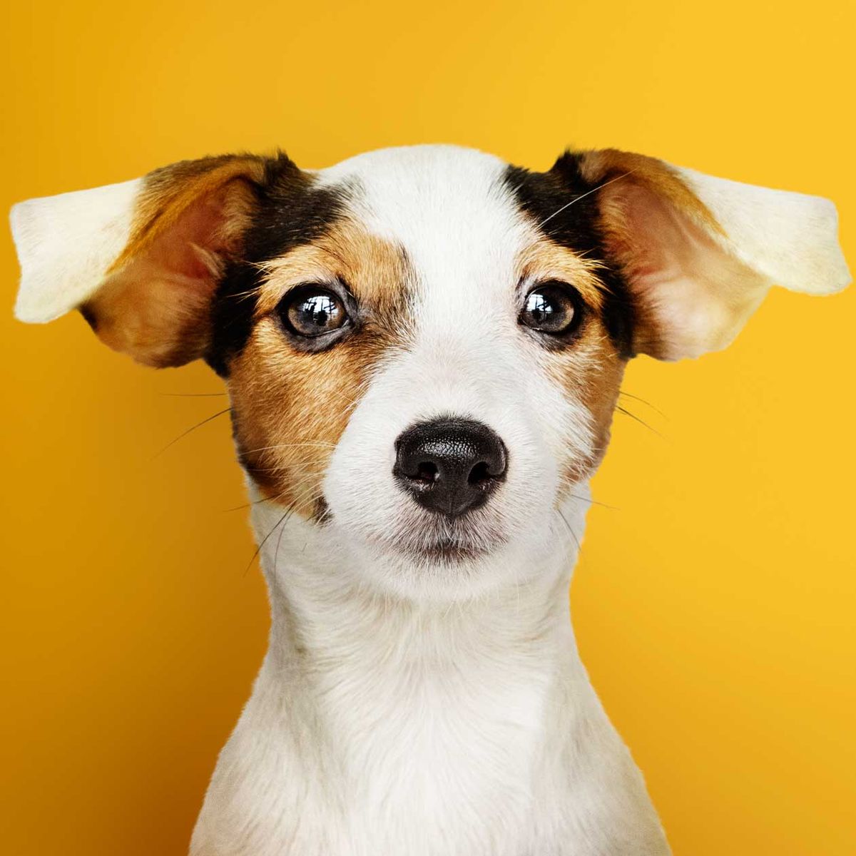 Diese Übungen fördern die Bindung zwischen Mensch und Hund