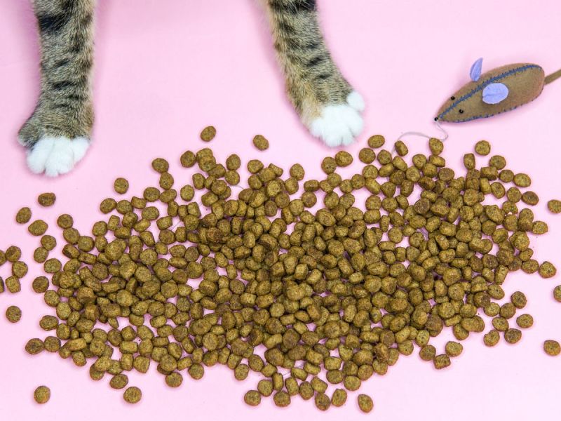 Katzentrockenfutter: Wie gesund ist es wirklich?