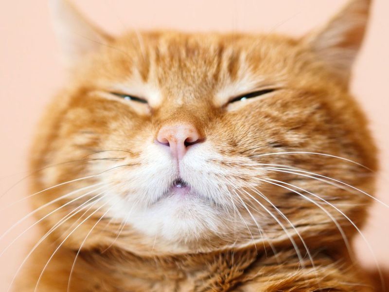 Katzenschnupfen: Symptome, Behandlung und was WIRKLICH hilft
