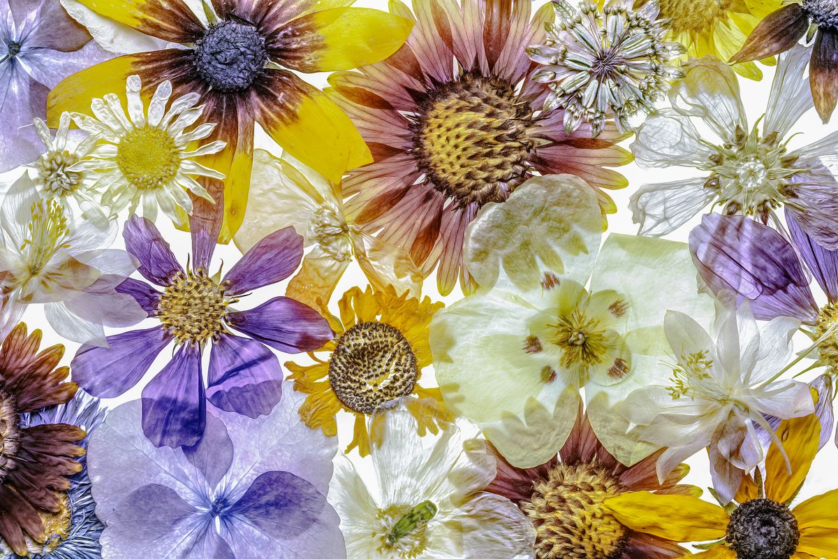 Gepresste Blumen - Alle Methoden im Überblick
