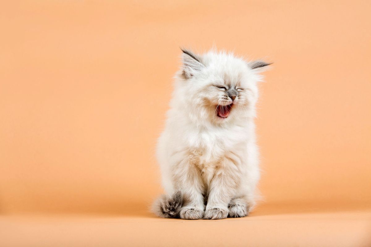 Katzenstreu Test 2020: Das sind die Besten gegen Geruch
