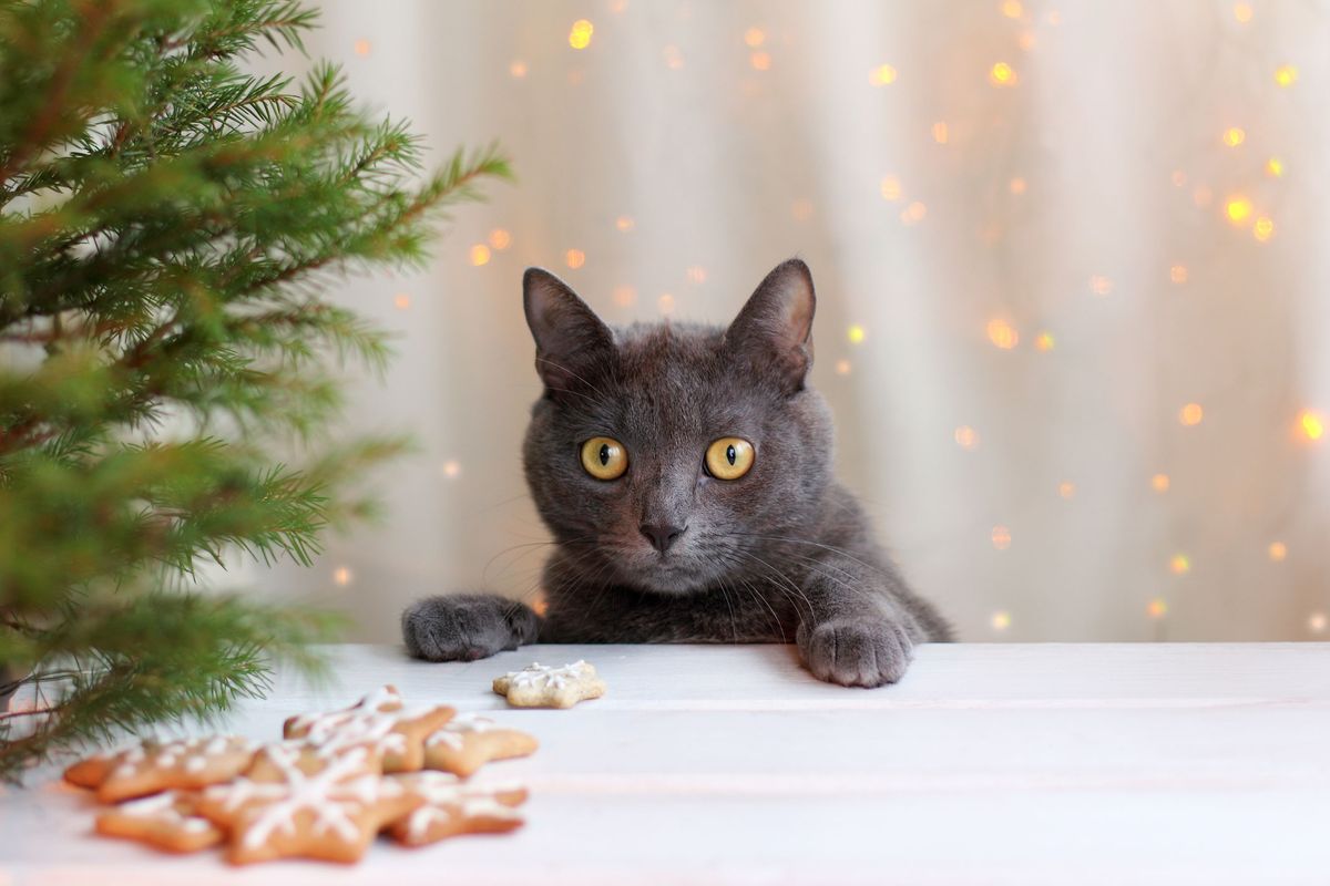 Katzen-Adventskalender 2020: Die besten Snacks für Stubentiger