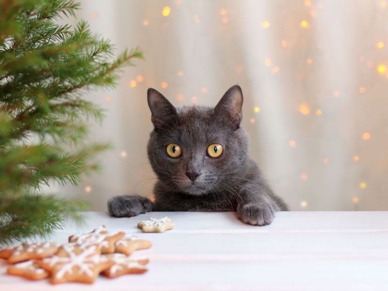 Katzen-Adventskalender 2020: Die besten Snacks für Stubentiger