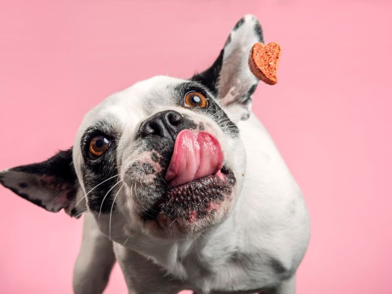Hundefutter Test 2021: Das beste Futter für eure Hunde