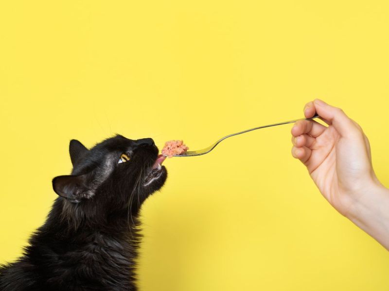 Getreidefreies Katzenfutter: Wie schädlich ist Getreide für Katzen?