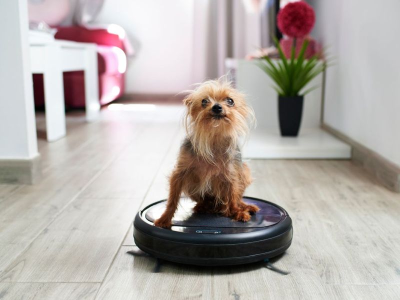 Staubsauger für Tierhaare: Das sind die Besten für ein haarfreies zu Hause