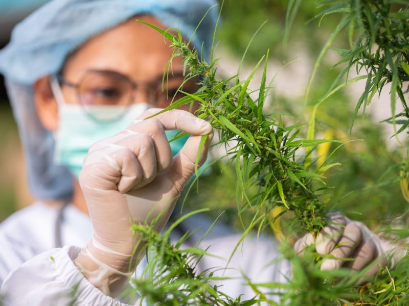 Neue Studie: Cannabis soll vor Corona schützen