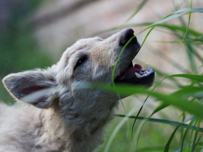 Warum fressen Hunde Gras?