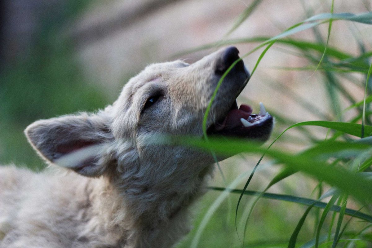 Warum fressen Hunde Gras?