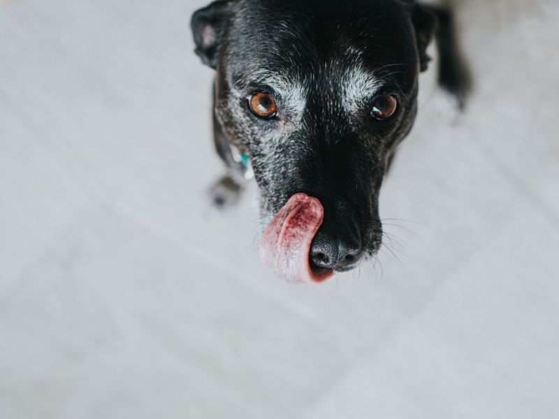 Schwarzer Hunde Senior schleckt sich mit der Zunge über das Maul