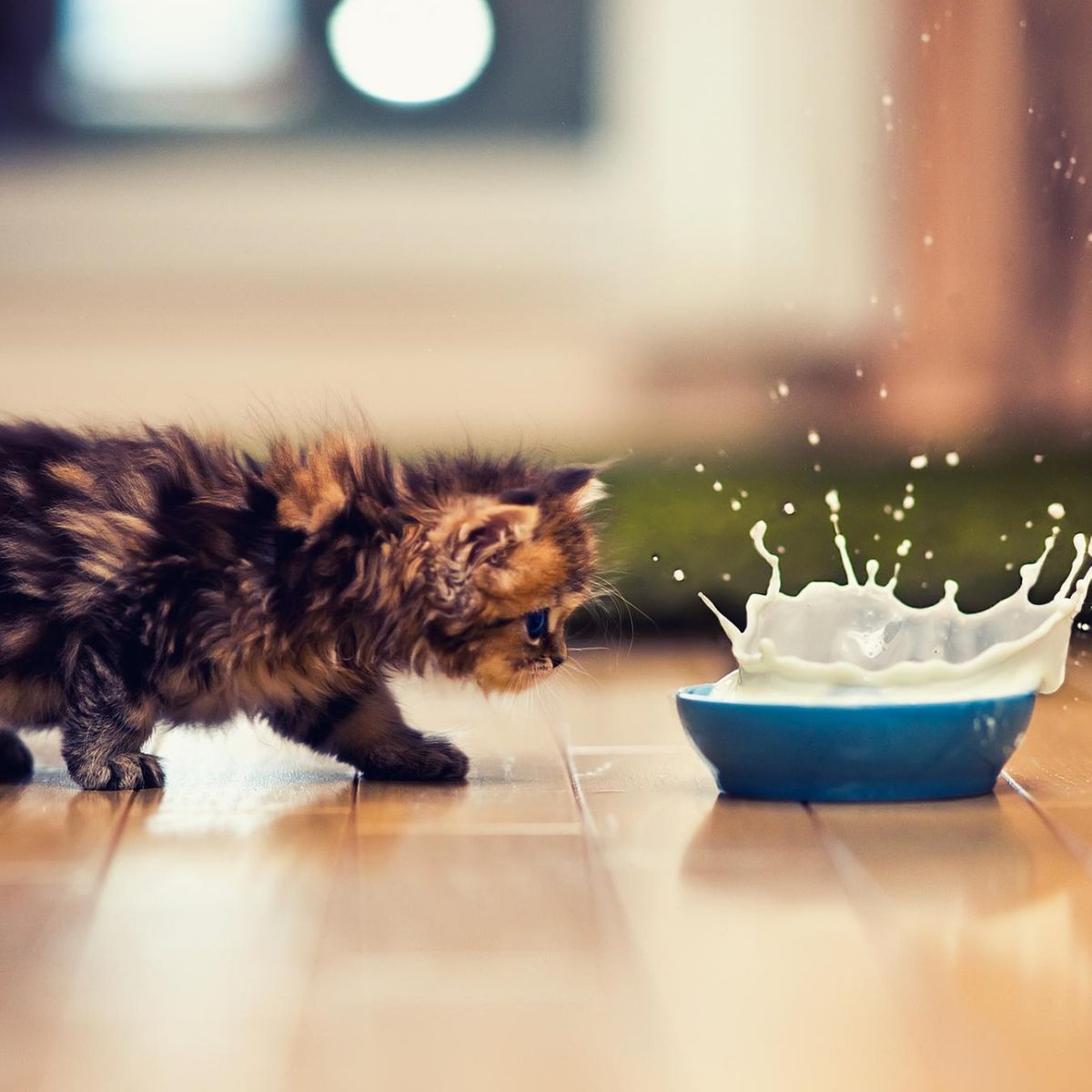 Dürfen Katzen Milch trinken? Wir klären die wichtigsten Fragen gofeminin