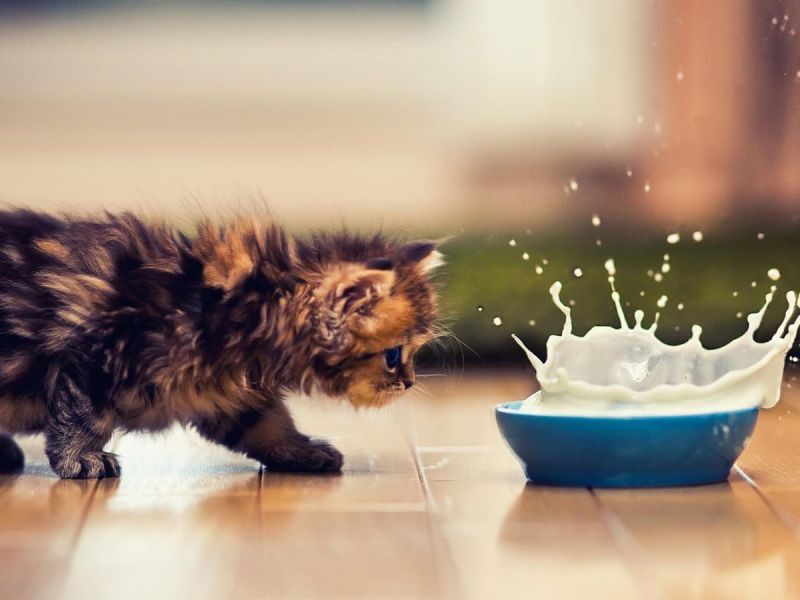 Dürfen Katzen Milch trinken?