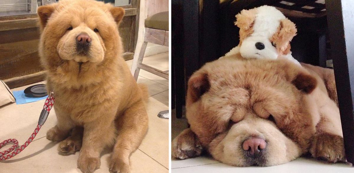 Achtung, das ist kein Teddybär, sonder der wohl süßeste der Welt!