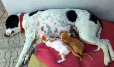 Hund adoptiert Katzen: Auch bei anderen Arten wirkt das Kindchenschema.