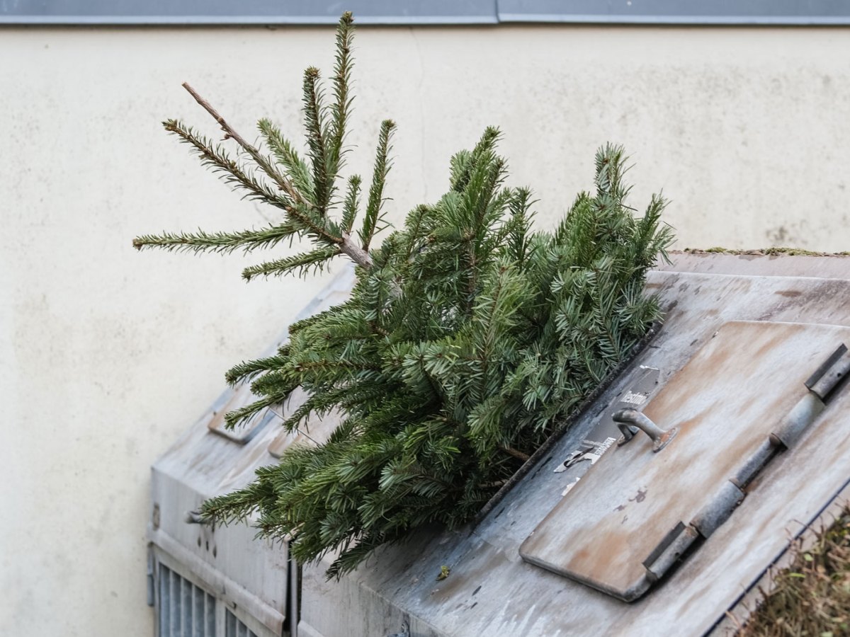 Weihnachtsbaum steckt in einer Mülltonne