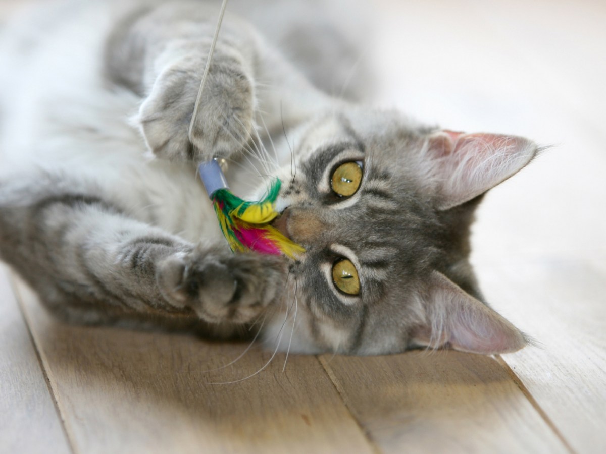 Graue Katze spielt mit Spielangel.