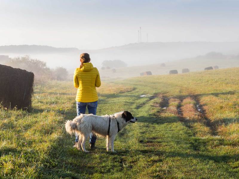 Frau mit Hund bei einem Spaziergang in einer nebligen Landschaft am frühen Morgen