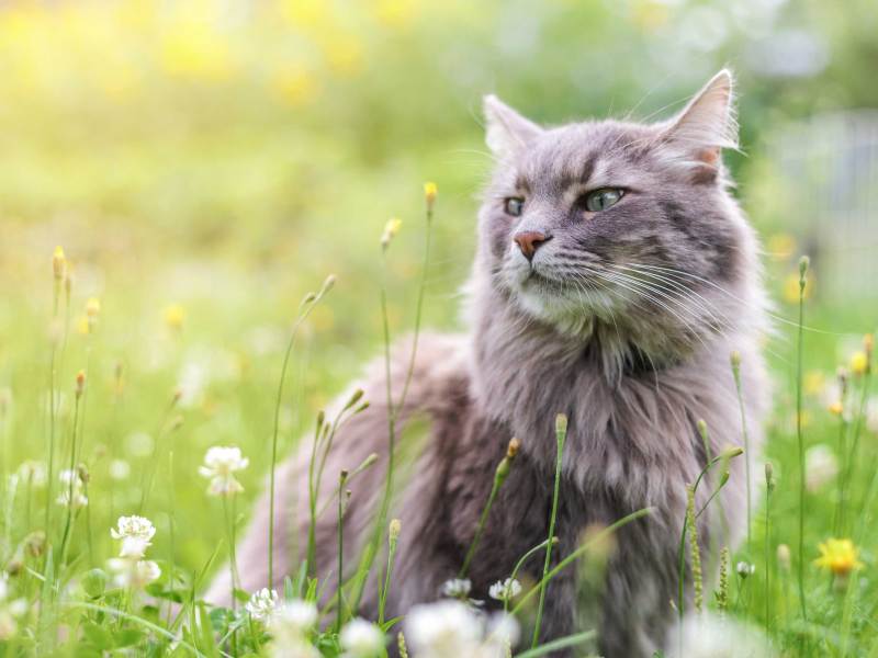Graue langhaar Katze sitzt auf einer Wiese