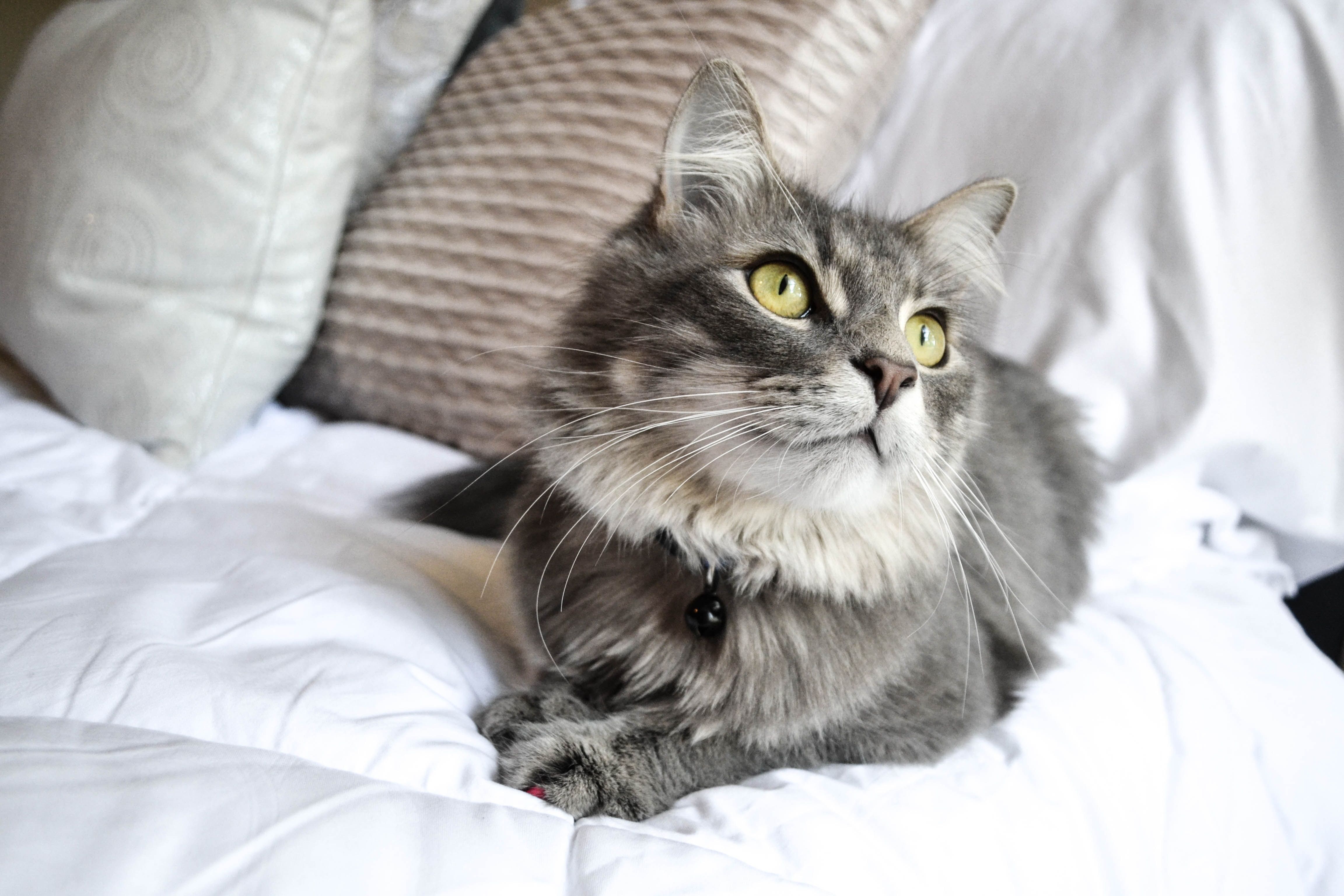 Spielzeug Katzen Spielzeug Katzen