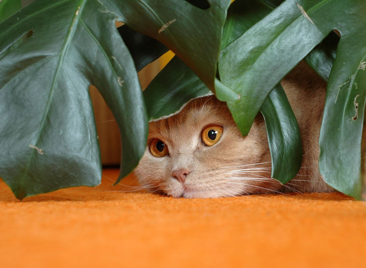 Giftige Pflanzen für Katzen So schützt ihr eure Katzen gofeminin