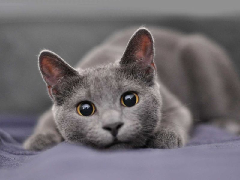 Katzen, die nicht haaren gibt es nicht