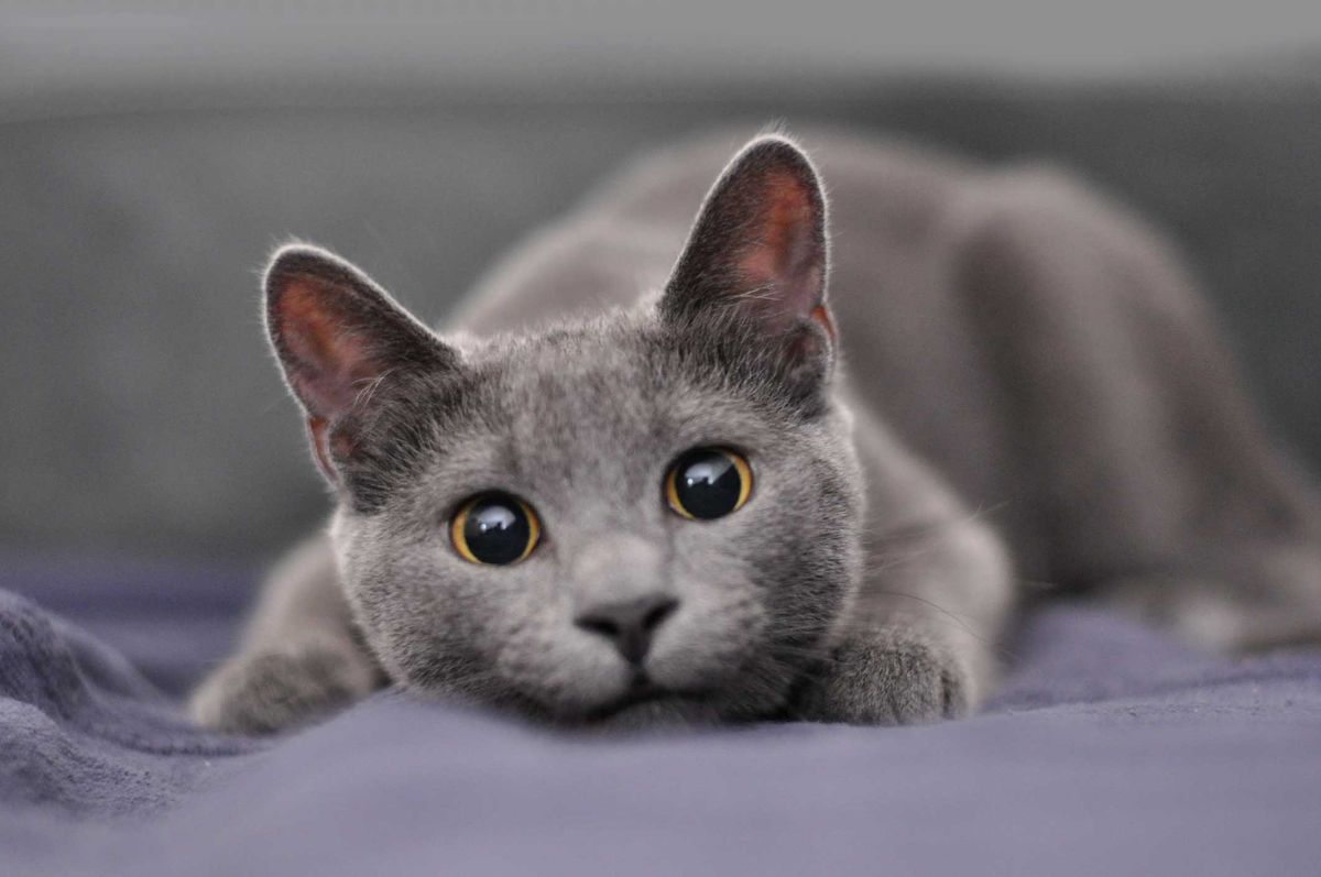 Katzen, die nicht haaren gibt es nicht